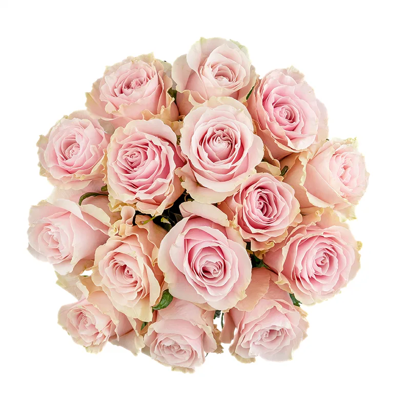 Букет из 15 розово-кремовых роз Пинк Мондиаль (01562)