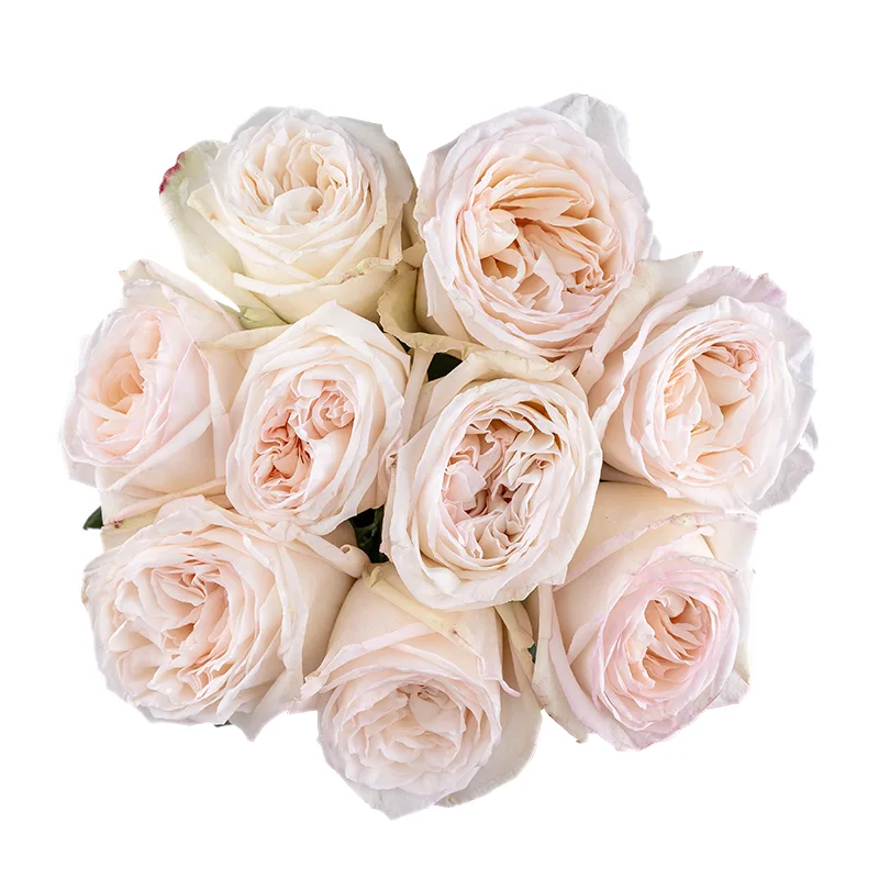 Букет из 9 ароматных белых садовых роз Вайт О'Хара (01774)