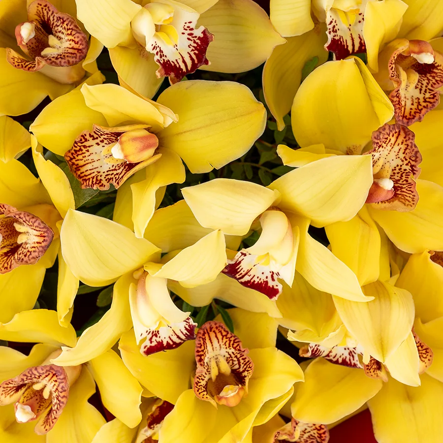 Букет из 17 желтых орхидей Цимбидиум (03068)