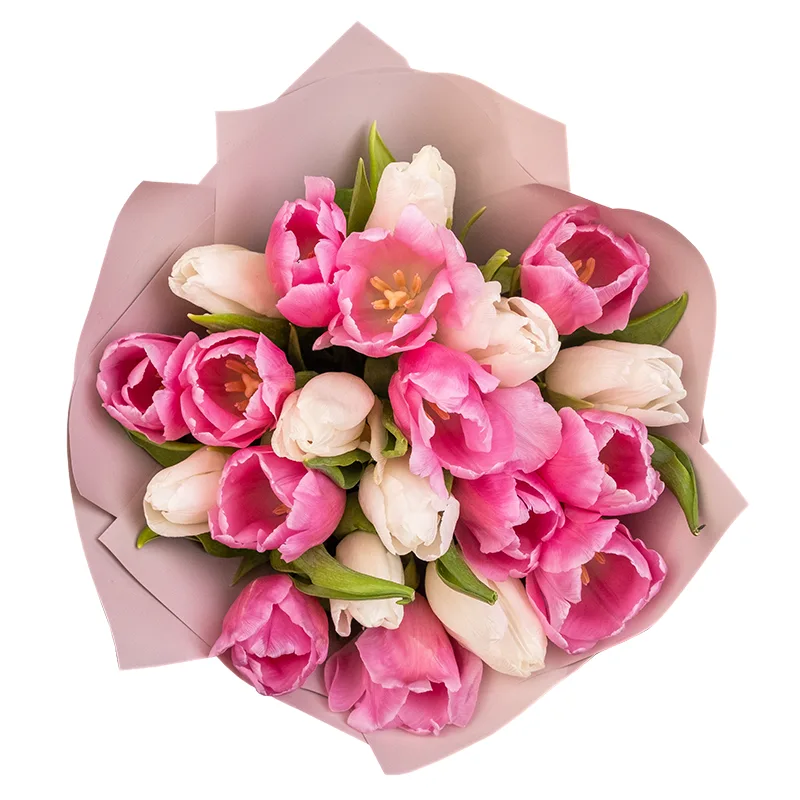 Букет из 21 белого и розового тюльпана (02037)