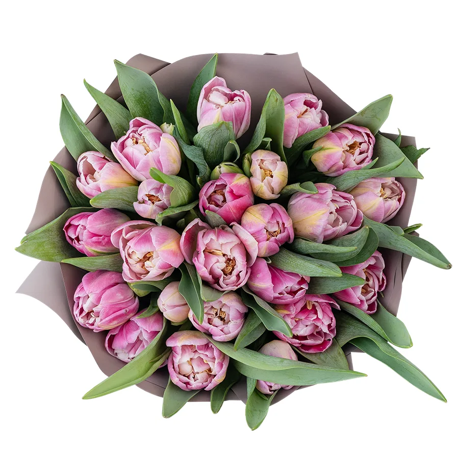 Букет из 23 бело-розовых махровых тюльпанов Бриндизи (03053)