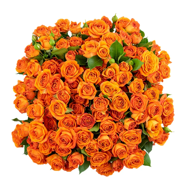 Букет из 19 оранжевых кустовых роз Бейб (01640)