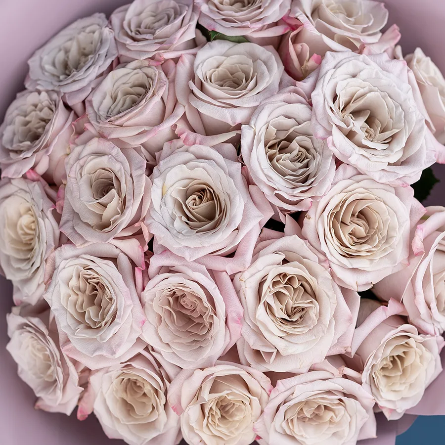 Букет из 23 серебристо-лавандовых садовых роз Мента (02560)