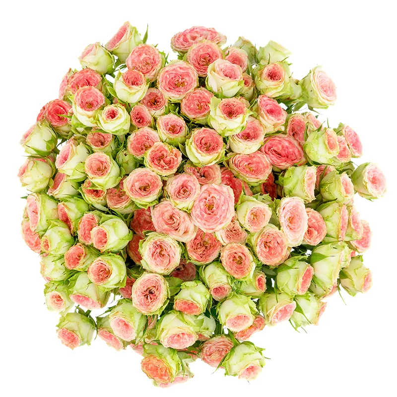 Букет из 25 розово-салатовых кустовых роз Папарацци! (01705)
