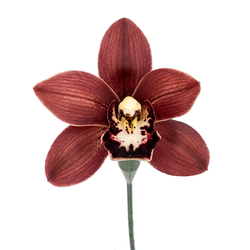 Орхидея Цимбидиум бордовая Дарк Найт (00114)