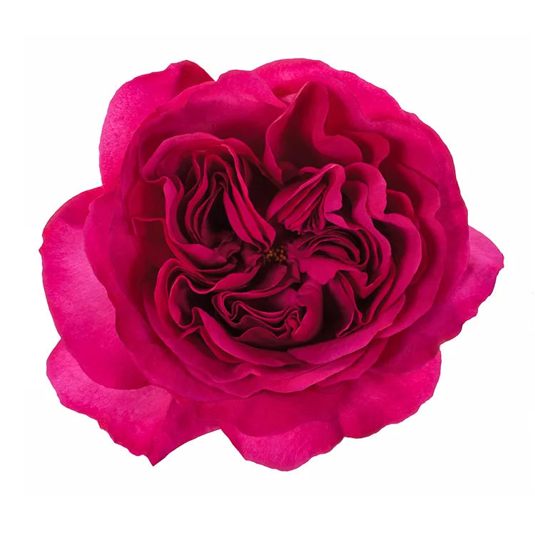 Роза садовая фиолетовая Принцесса Киши (00386)
