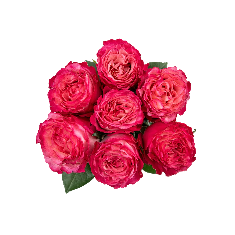 Букет из 7 ярко-малиновых роз Энчентмент (03864)