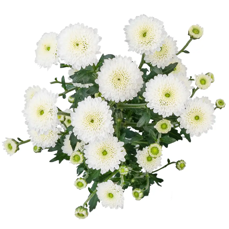 Хризантема кустовая белая Сантини Калимеро Сноу (02681)