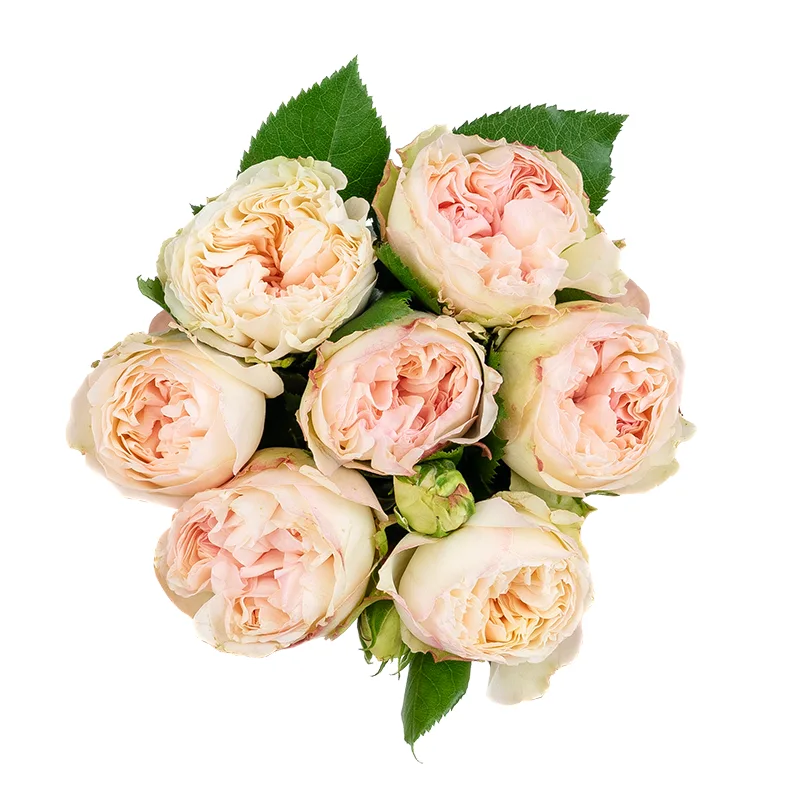 Букет из 7 кремово-розовых кустовых роз Пашмина Саммерхаус (01486)