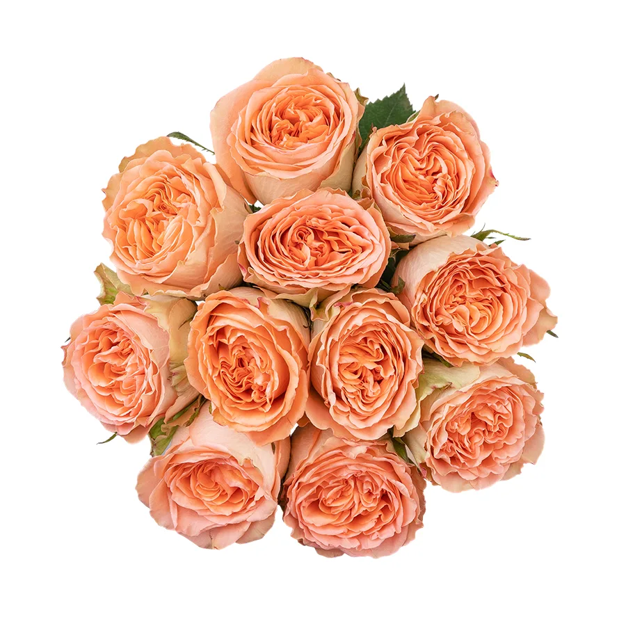 Букет из 11 кремово-персиковых пионовидных роз Кантри Хоум (03012)
