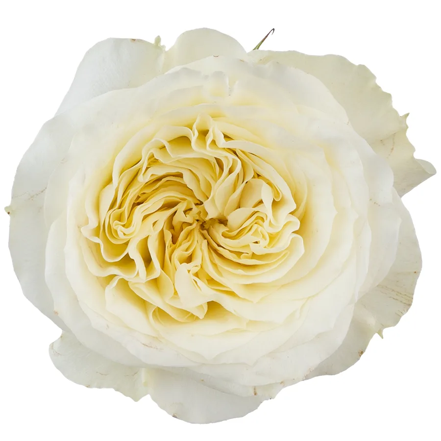 Роза садовая белая Майра Вайт 60 см (00213)