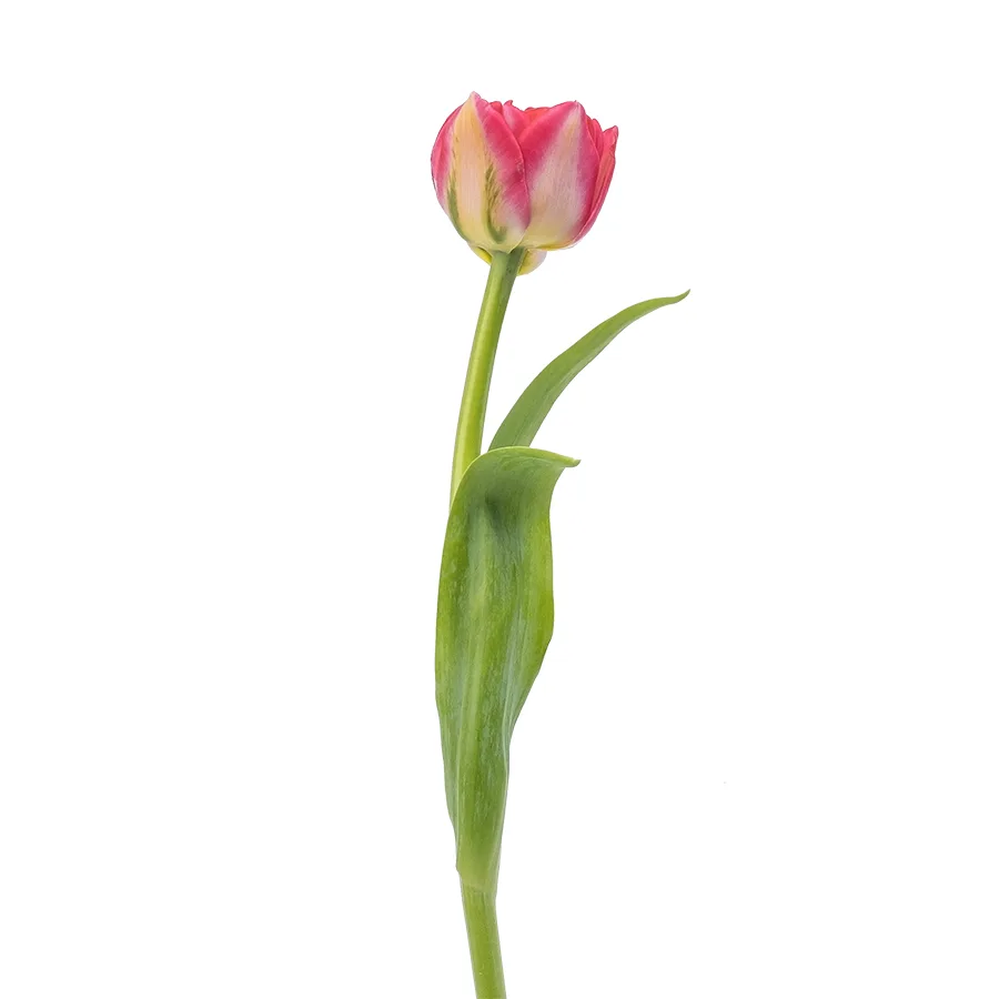 Тюльпан махровый красный Памплона (00384)