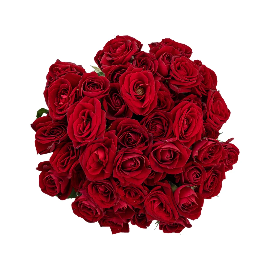 Букет из 13 бордовых кустовых роз Доминика (03082)