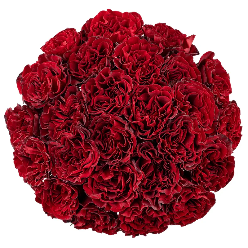 Букет из 25 тёмно-красных садовых роз Вонтед (01864)