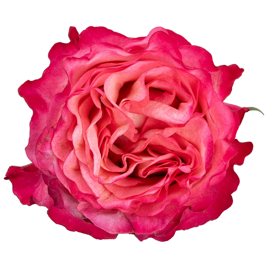 Роза ярко-малиновая Энчентмент 60 см