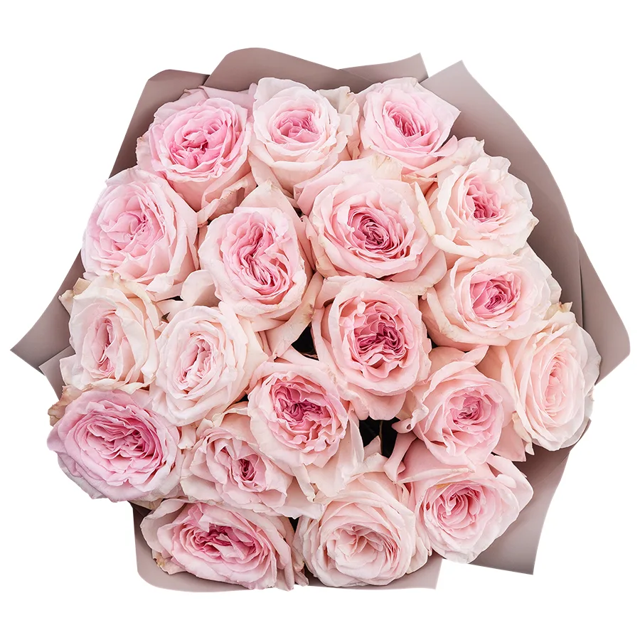 Букет из 19 ароматных розовых садовых роз Пинк О’Хара в упаковке (02793)