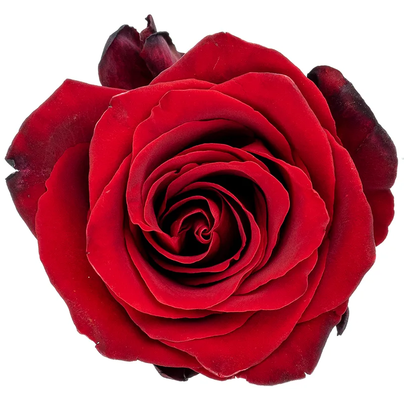 Роза тёмно-красная Эксплорер 60 см (00449)