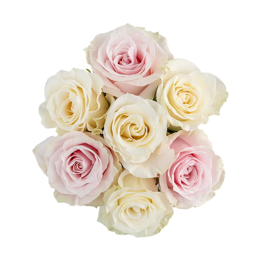 Букет из 7 белых и розовых роз Мондиаль и Пинк Мондиаль (02237)