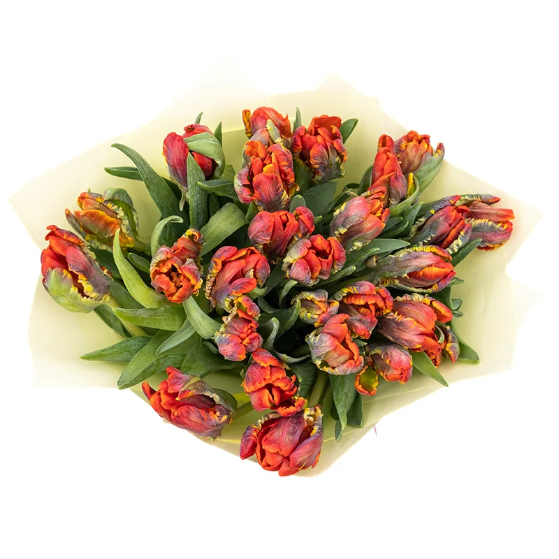 Букет из 27 красных попугайных тюльпанов Пэррот Рококо (01987)