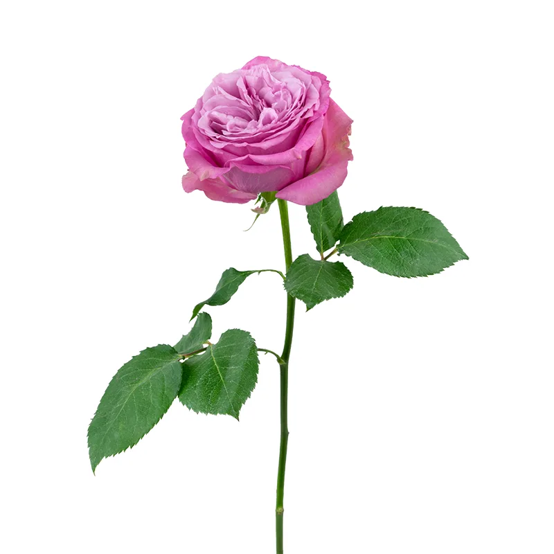 Роза сиреневая пионовидная Квинс Краун 50 см (00422)