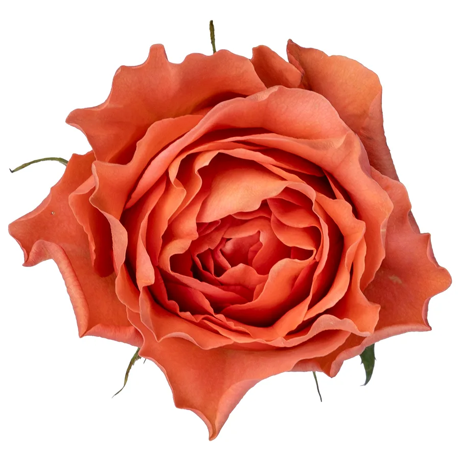 Роза садовая коралловая Корал Экспрешн 40 см (03122)