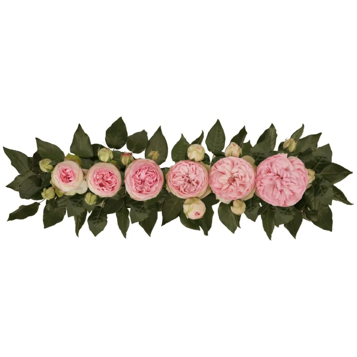 Роза садовая нежно-розовая Брайдал Пиано (00225)