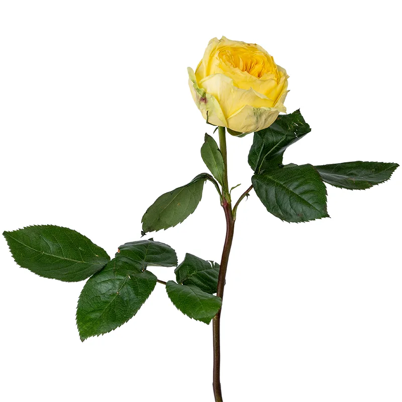 Роза садовая жёлтая Каталина (00230)