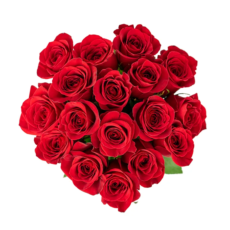 Букет из 17 красных роз Фридом (01146)