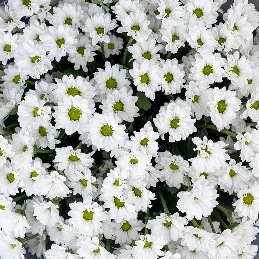 Букет из 25 белых кустовых хризантем Сантини Баунсер (02725)