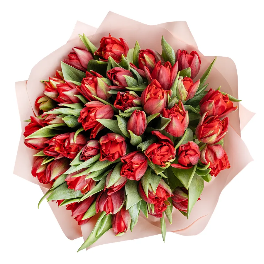 Букет из 41 красного махрового тюльпана Ред Принцесс (02255)