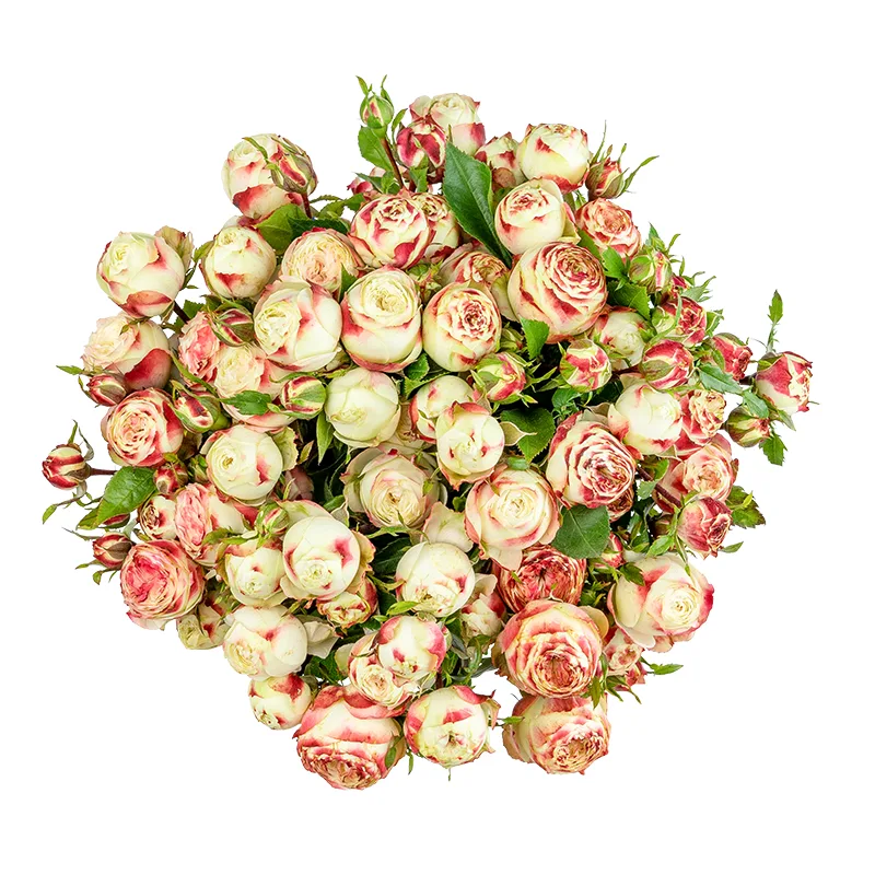 Букет из 11 бело-красных кустовых роз Латин Помпон Фрилендер (01505)