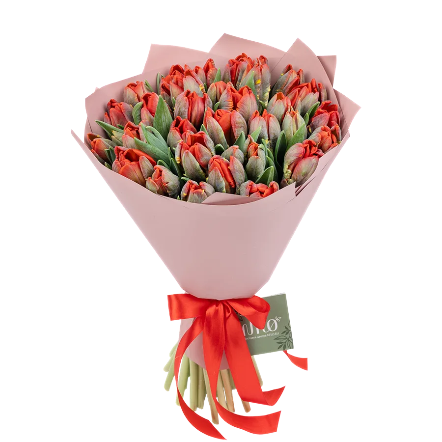 Букет из 35 красных попугайных тюльпанов Пэррот Рококо (01983)