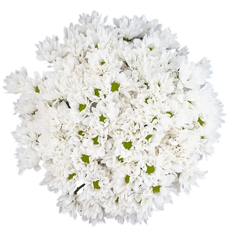 Букет из 17 белых кустовых хризантем (01787)
