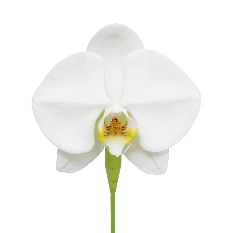 Орхидея Фаленопсис белая (00318)