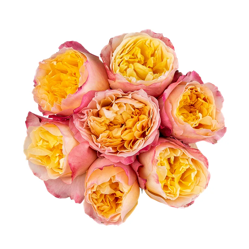 Букет из 7 кремовых садовых роз Дэвида Остина Эдит (01569)