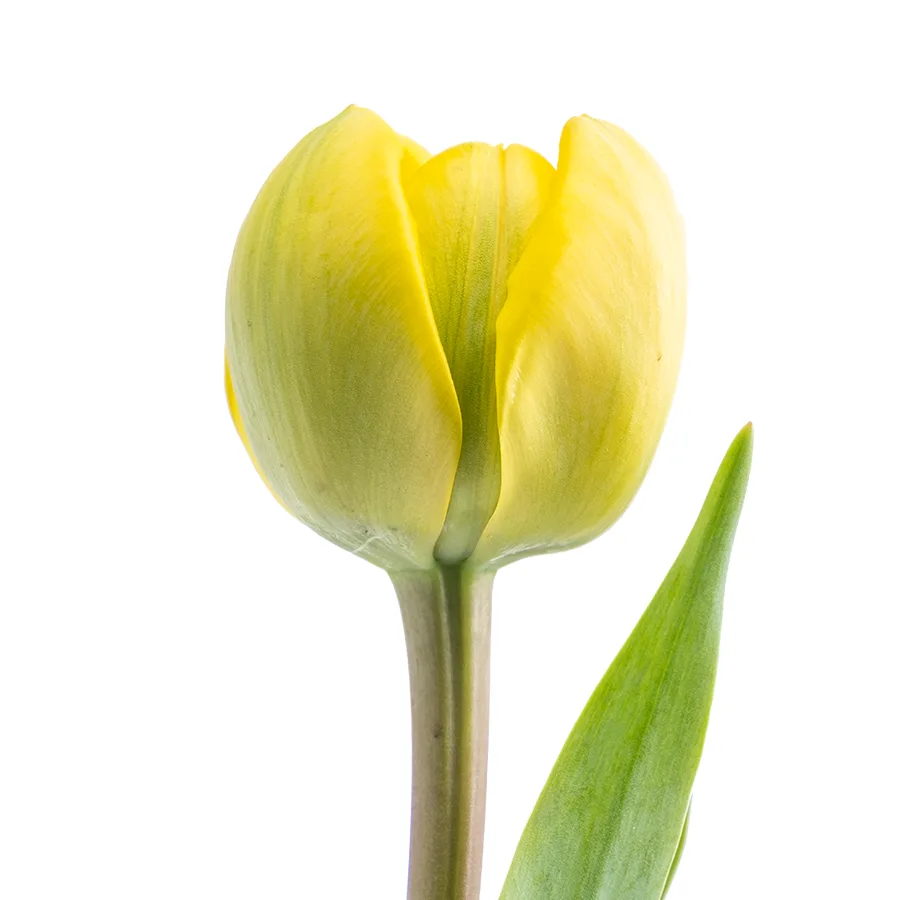 Тюльпан махровый желтый Йелоу Помпонет (00014)