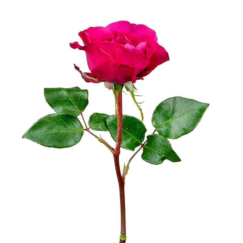 Роза садовая малиновая Дэвида Остина Капабилити (00231)