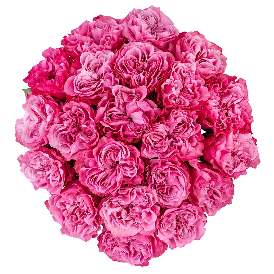 Букет из 21 сиренево-розовой пионовидной розы Кантри Блюз (02959)