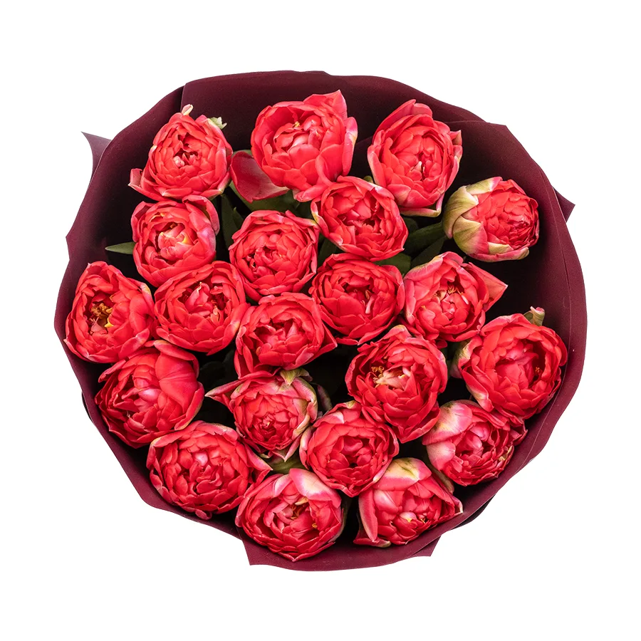 Букет из 21 красного махрового тюльпана Памплона (02409)