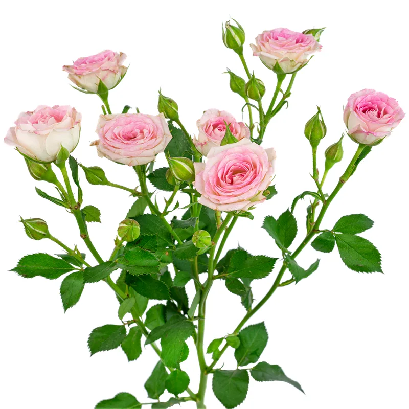 Роза кустовая розовая Креми Твистер 70 см (00525)