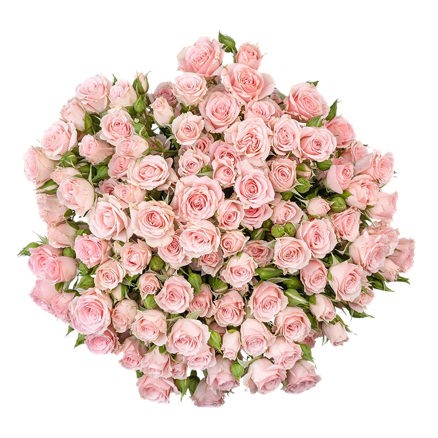 Букет из 17 светло-розовых кустовых роз Лидия (02588)