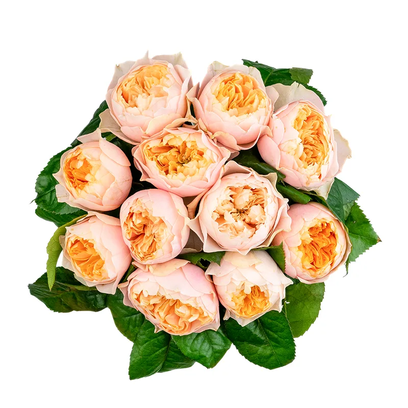 Букет из 11 персико-розовых пионовидных роз Романтик Вувузела (01621)