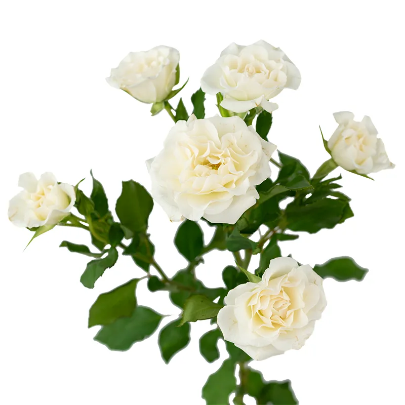 Роза кустовая белая Вайт Леди (00562)