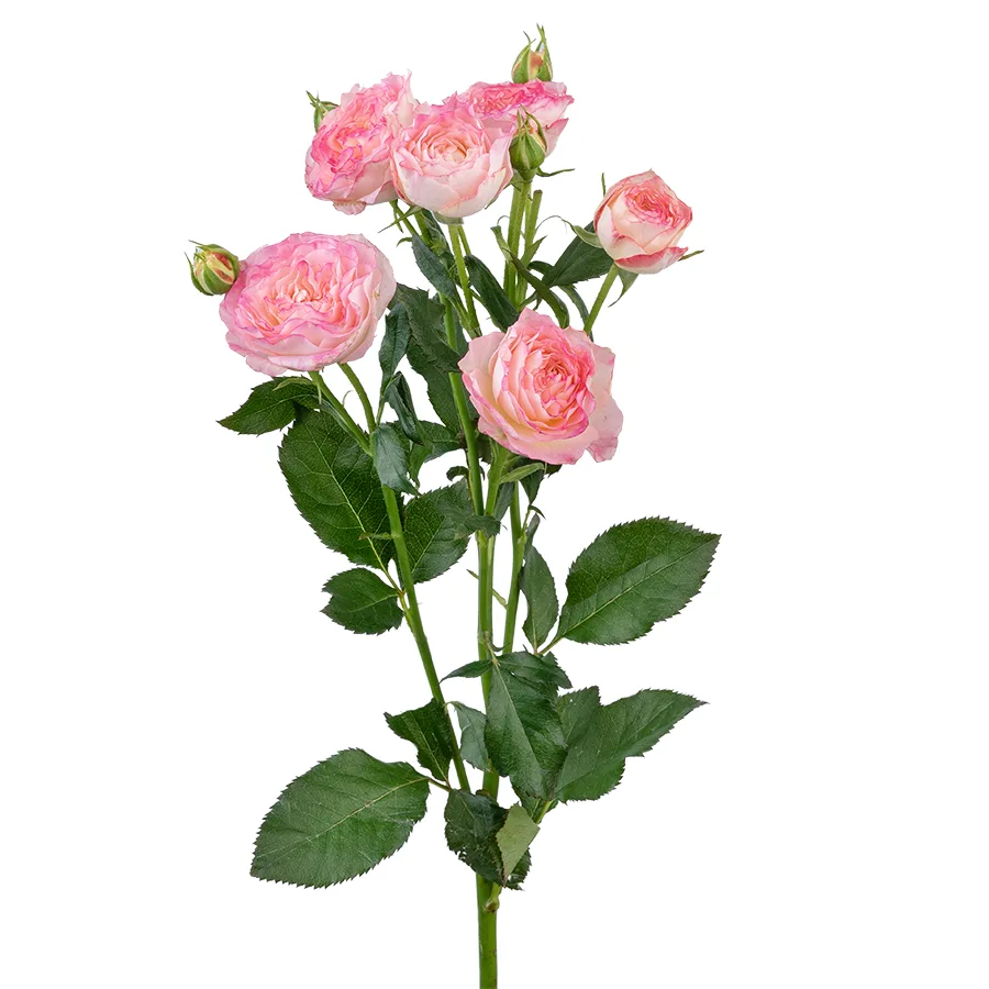 Роза кустовая нежно-розовая с яркими краями Свит Старс