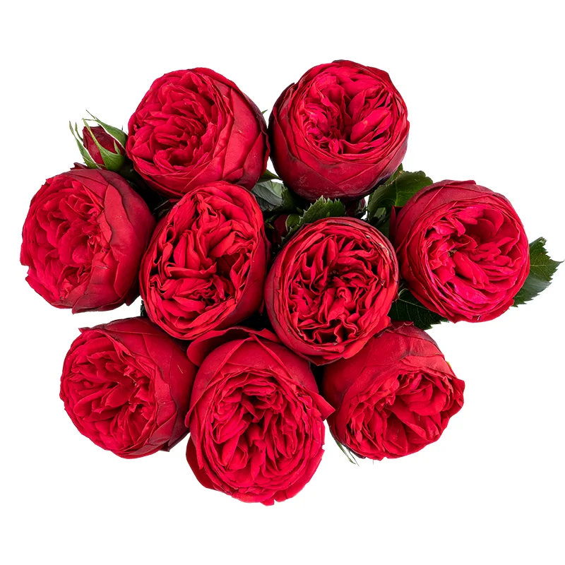 Букет из 9 красных садовых роз Ред Пиано (01762)