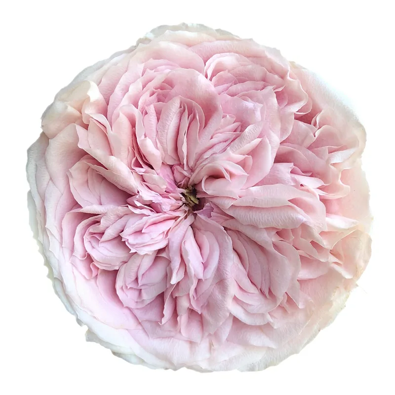 Роза садовая светло-розовая Сенлицу (00259)