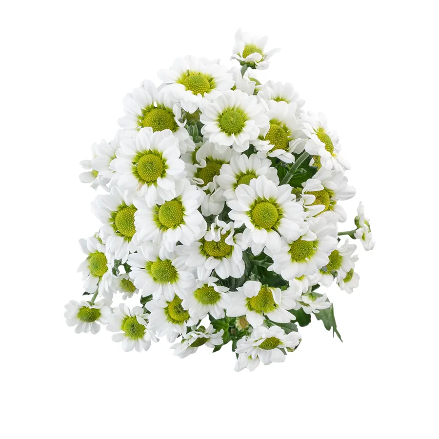 Хризантема кустовая белая Сантини Пиксель Сноуи (02891)