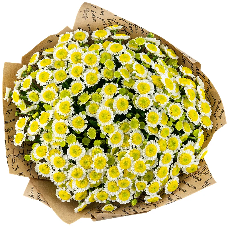 Букет из 23 бело-жёлтых кустовых хризантем Сантини Сан Ап (01540)