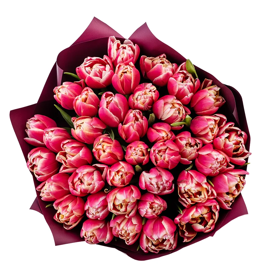 Букет из 39 красно-розовых с белой каймой махровых тюльпанов Колумбус (02195)