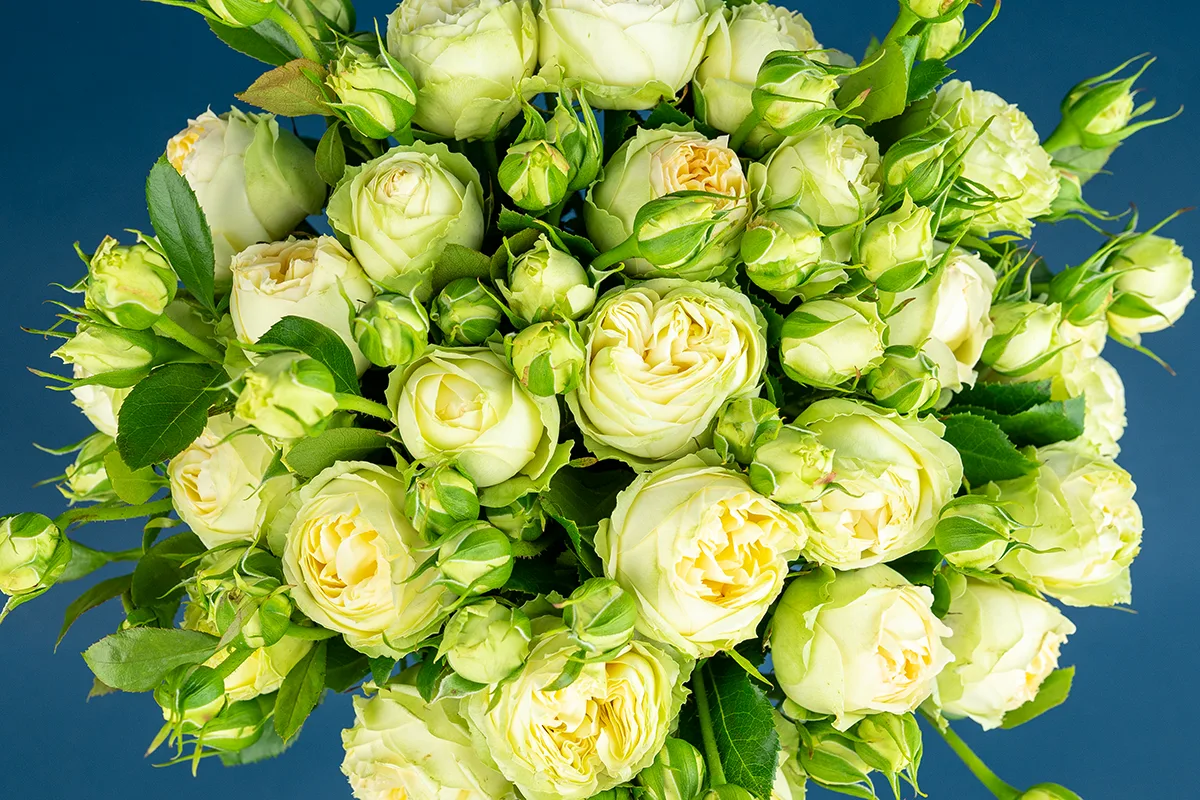 Букет из 25 бело-кремовых кустовых пионовидных роз Веддинг Пиано (01630)
